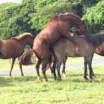 Horses fucking in Vieques